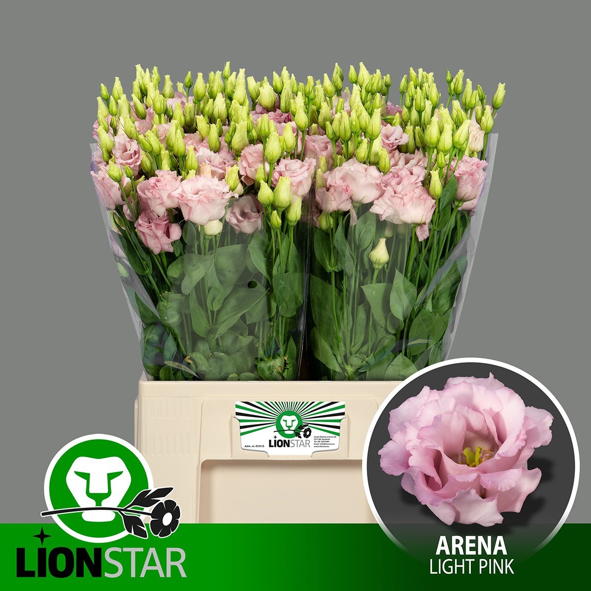 Eus G Lisanne L Pink