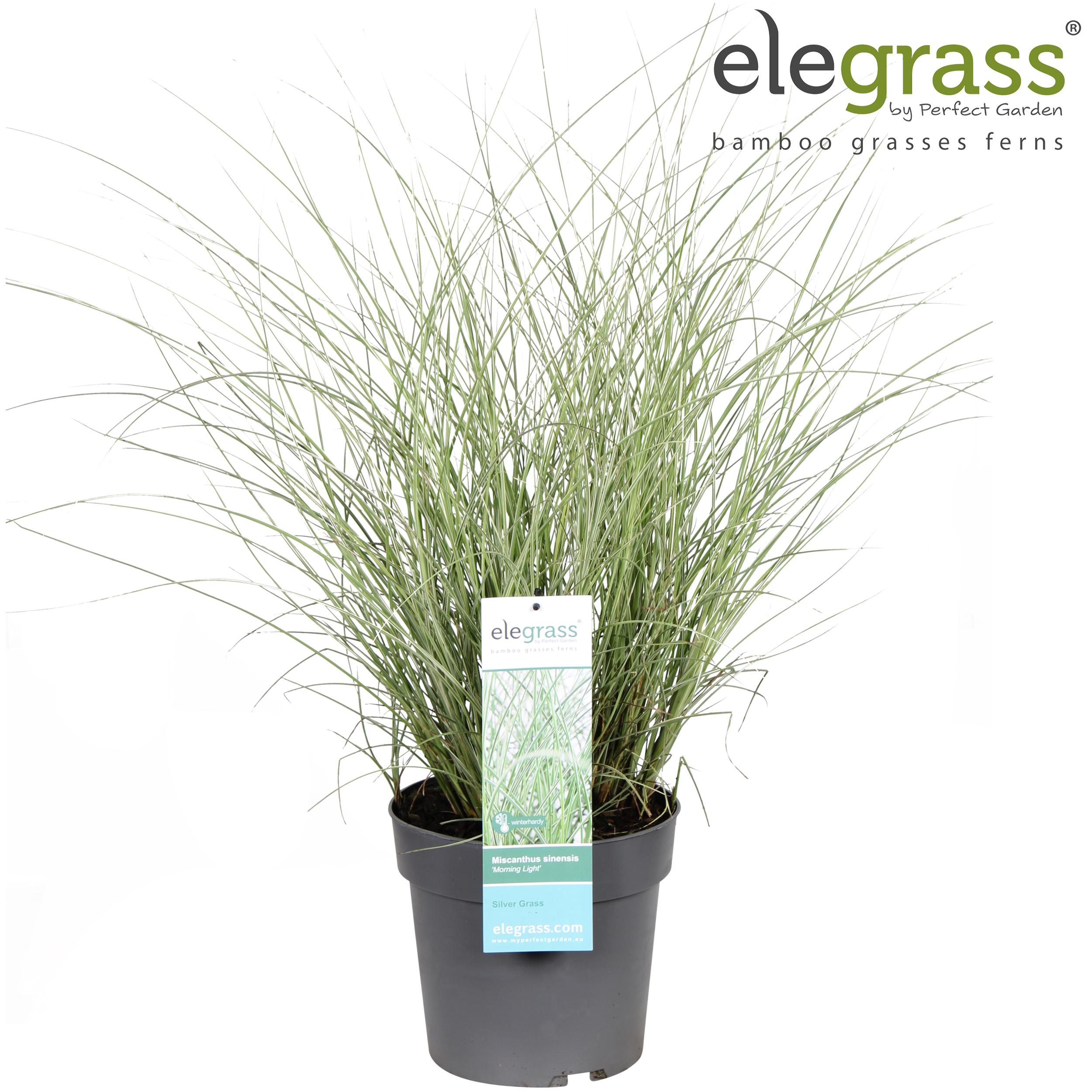 Picture of Miscanthus sinensis Morning Light P23 (5 Ltr)