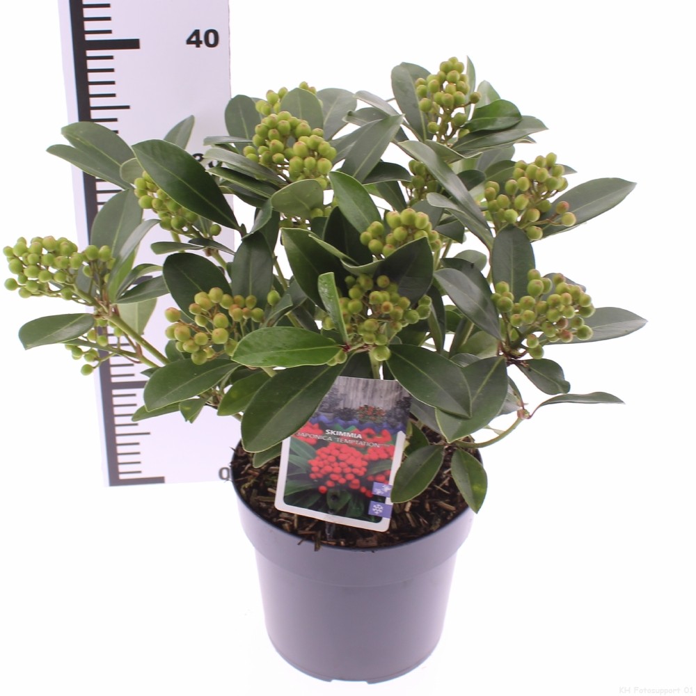 Picture of Skimmia japonica 'Temptation' PBR