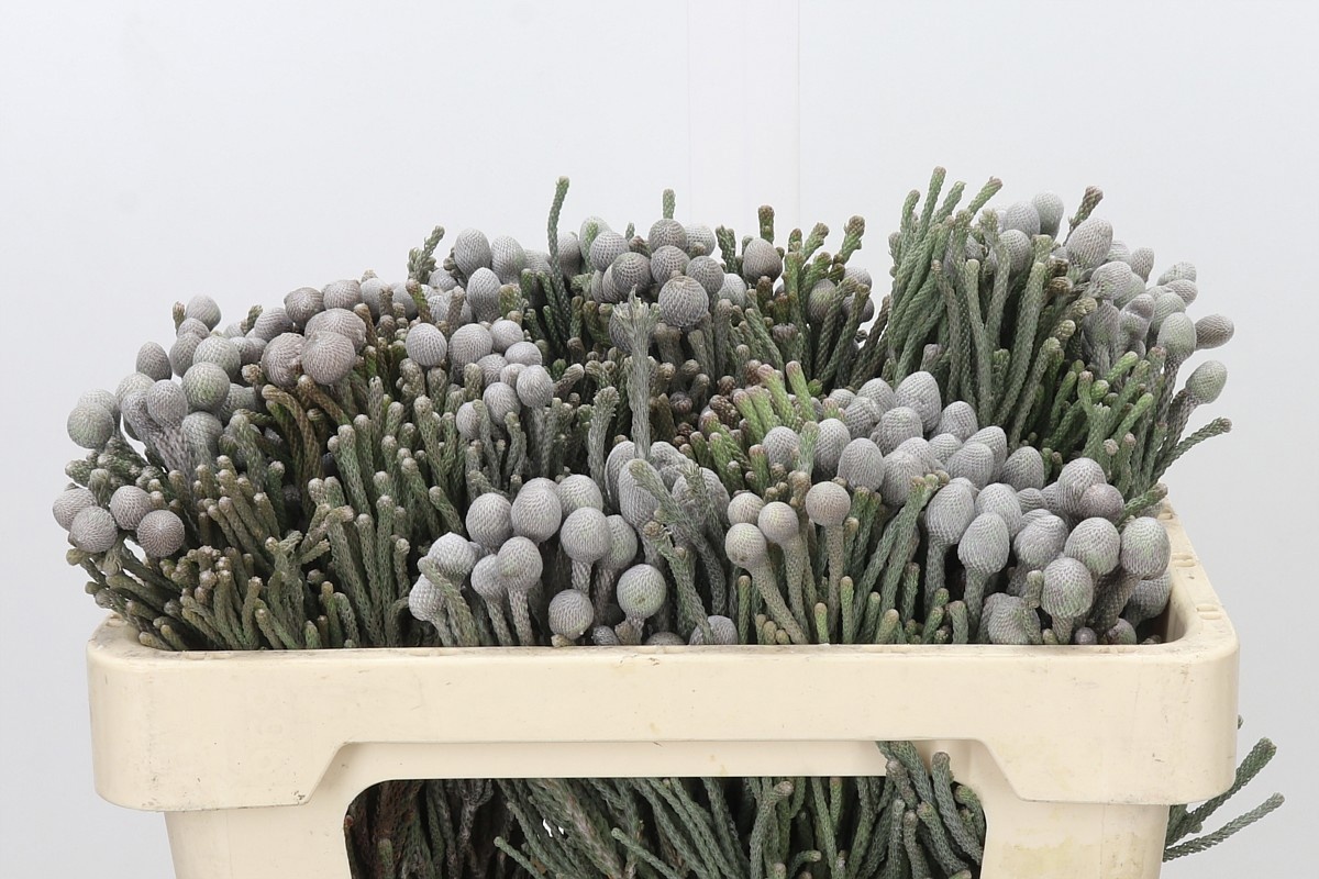 Brunia Silver 50cm