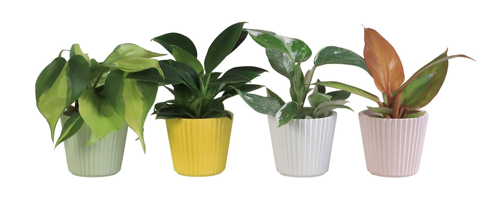 Philodendron L 65920 with Philodendron Mix