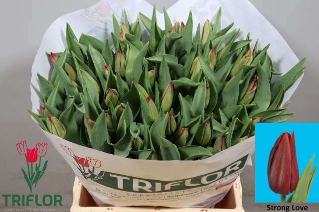 Tulipa Strong Love 44cm 42gram