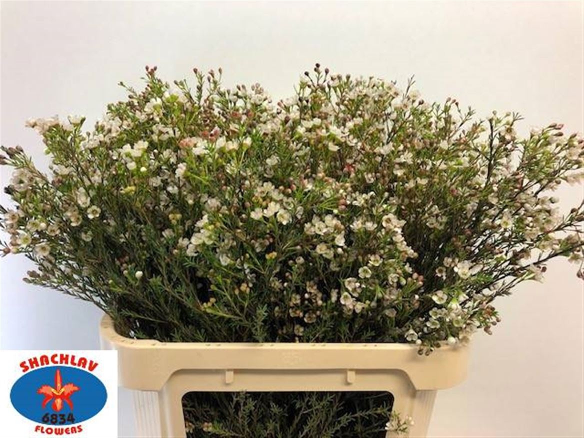 Chamelaucium Blondie 80cm 40gram