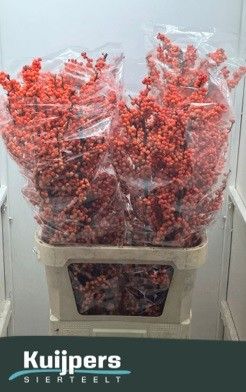 Ilex Winter Gold 100cm
