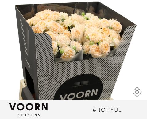Rosa Spr # Joyful 70cm