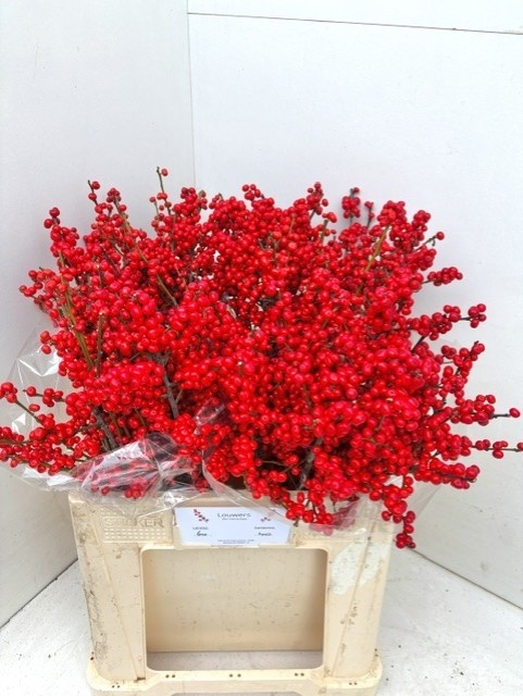 Ilex Verticlilata 60cm
