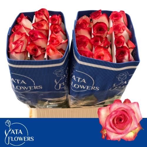 Rosa Blush 70cm