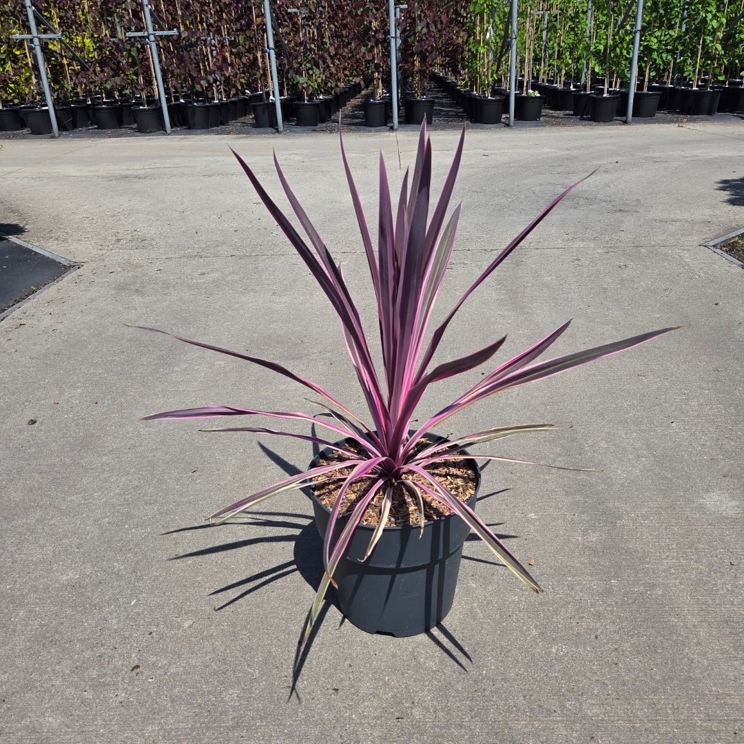 Cordyline australis Pink Passion ('Seipin')