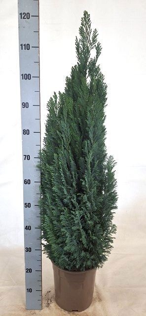 Cham L Ellwoodii 24P 120H