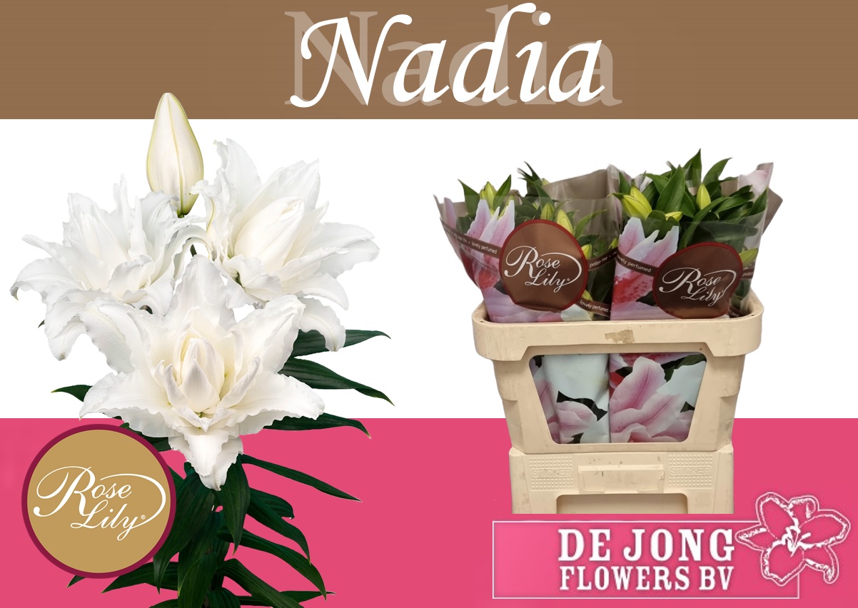 Li Or Du Rl Nadia 70cm 3/5bl