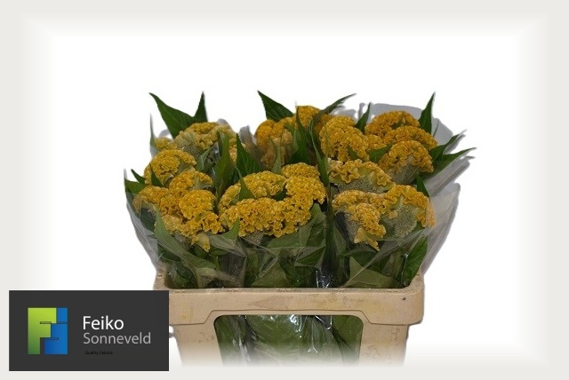 Celosia Reprise Gold 50cm