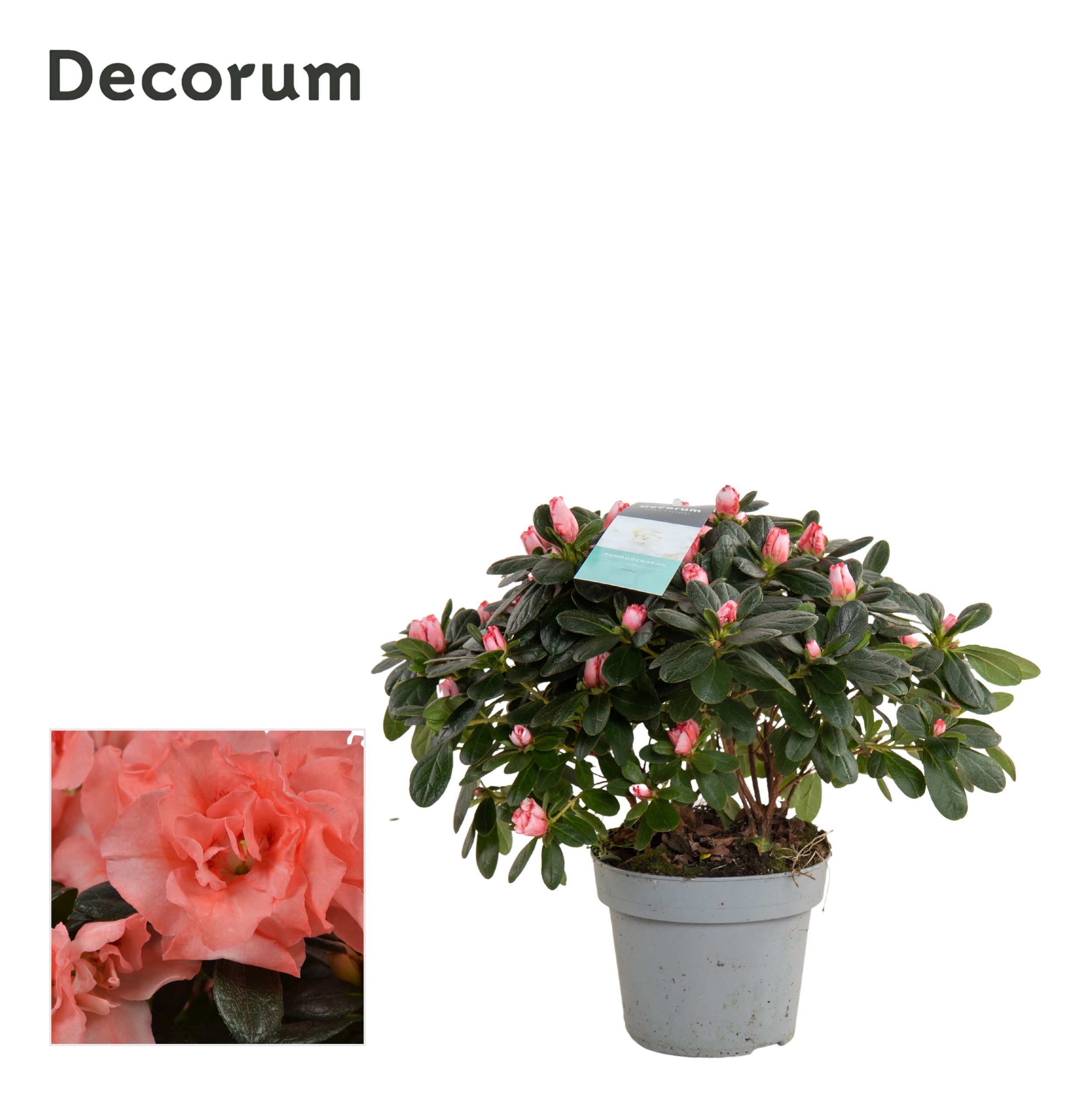 Picture of Rhododendron simsii (Azalea) Salmon - Decorum P13 25CM