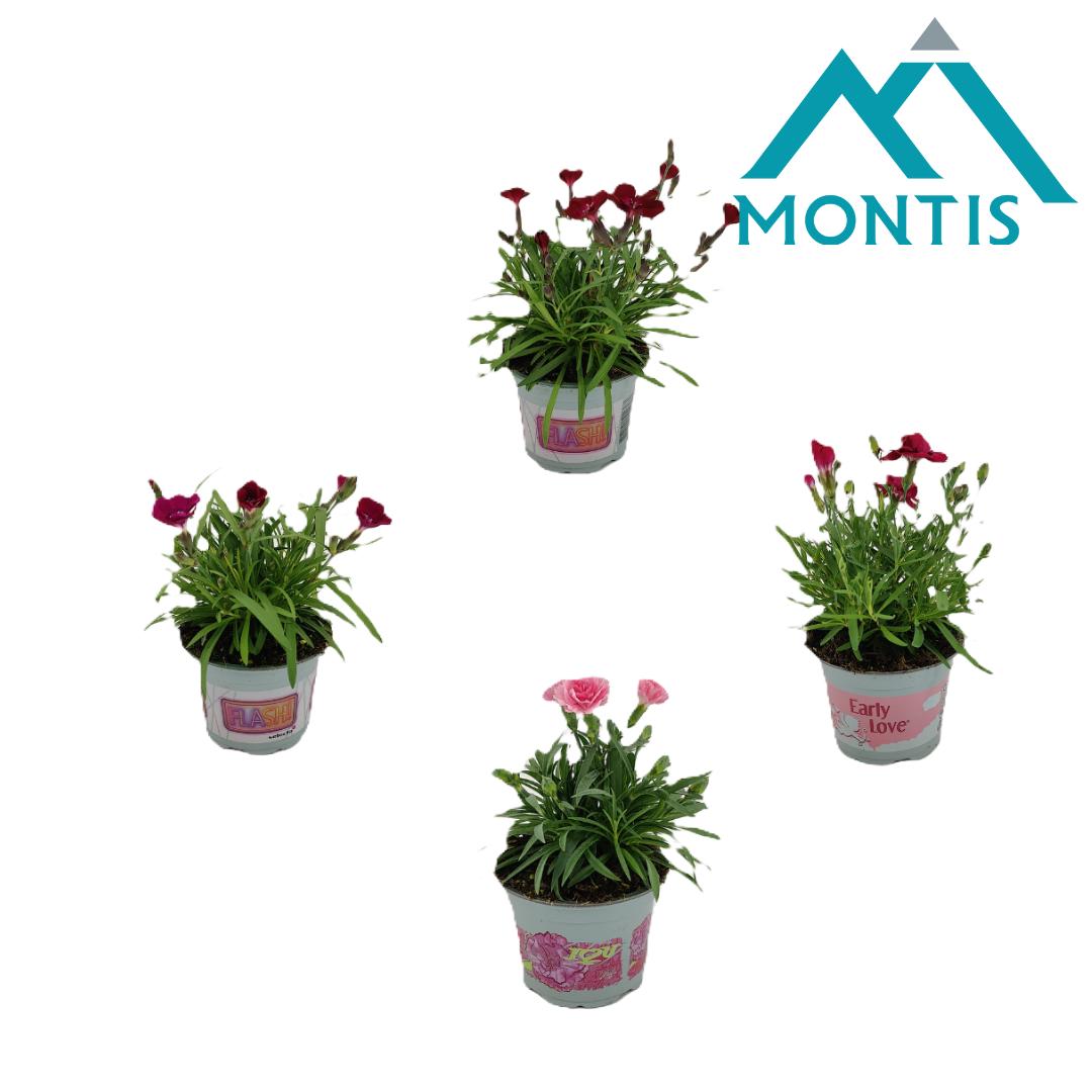 Picture of Dianthus Love in varieties P10.5