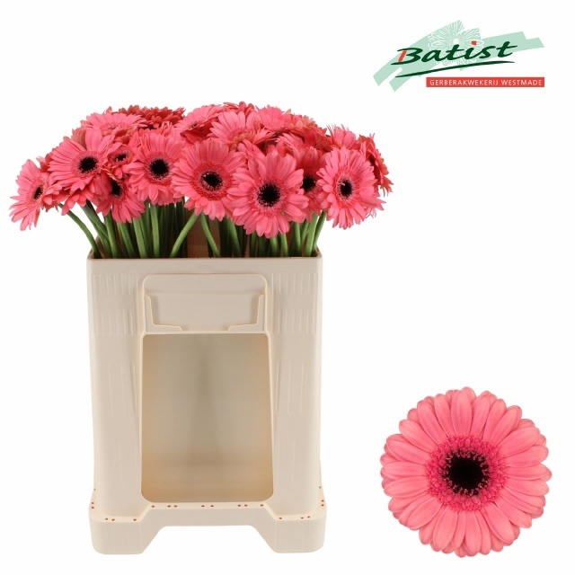 Gerbera Mini Vidal