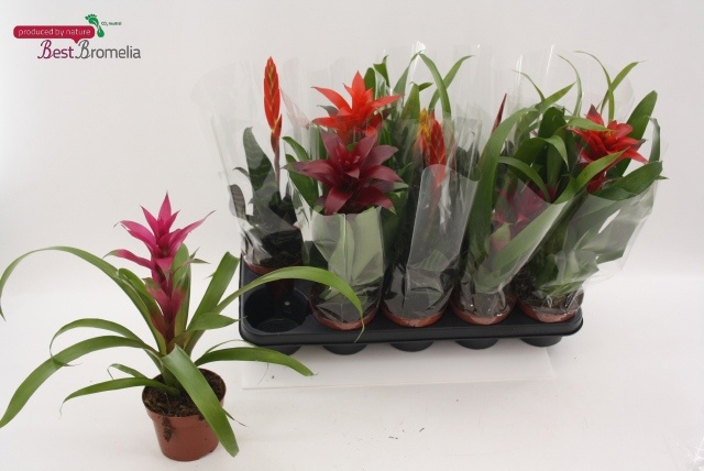 Bromelia Gem 12P 40H