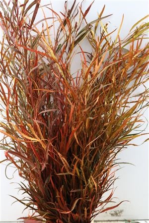 Decorative Greens Painted 90cm 200gram