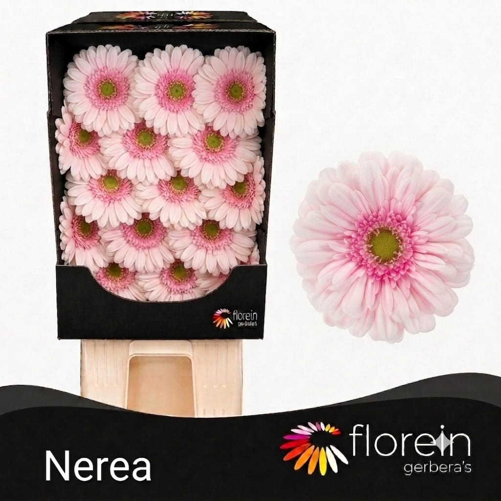 Ge Gr Nerea Diamond 45