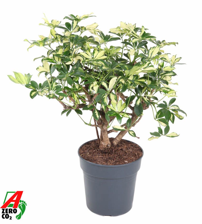 Schefflera arboricola 'Trinette' | Hamiplant