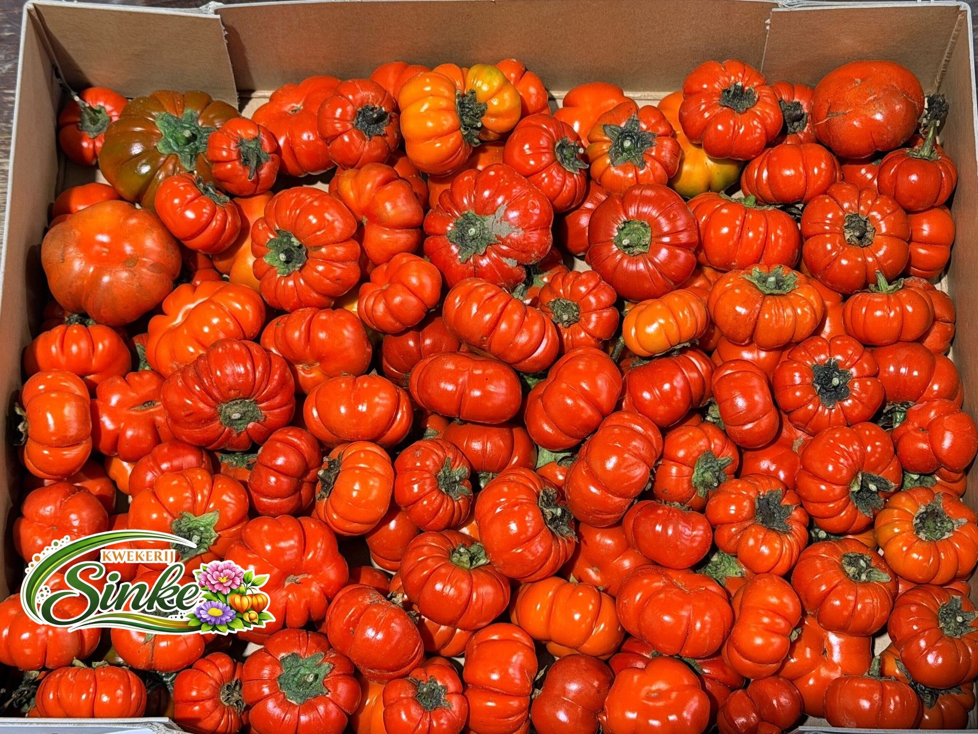 Solanum Per Tray