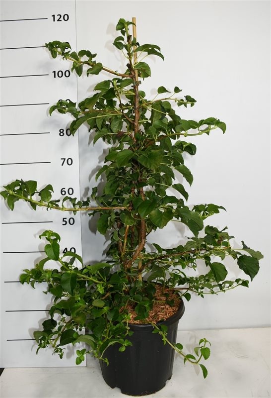 Hydrangea anomala petiolaris