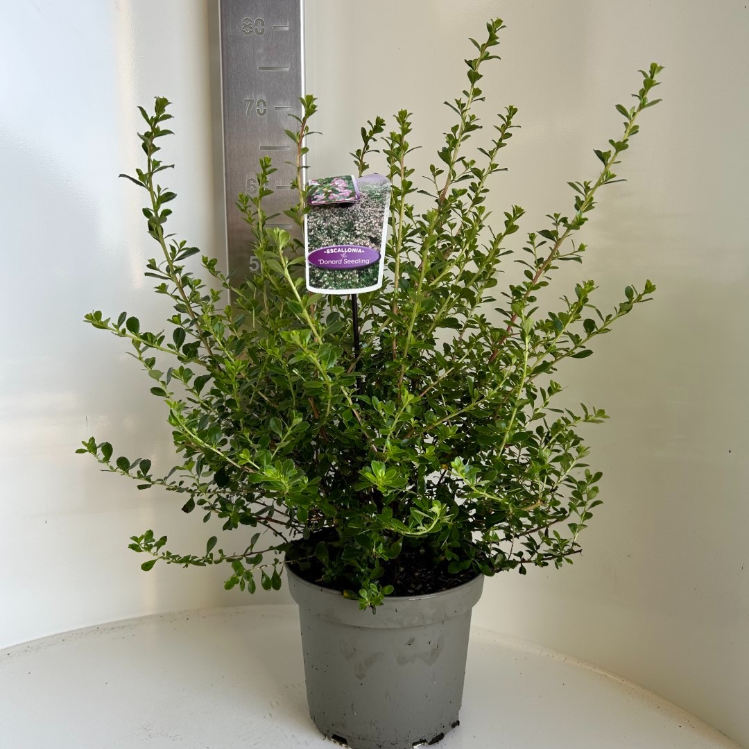 Picture of Escallonia Donard Seedling P23 (5 Ltr) (LOOSE)