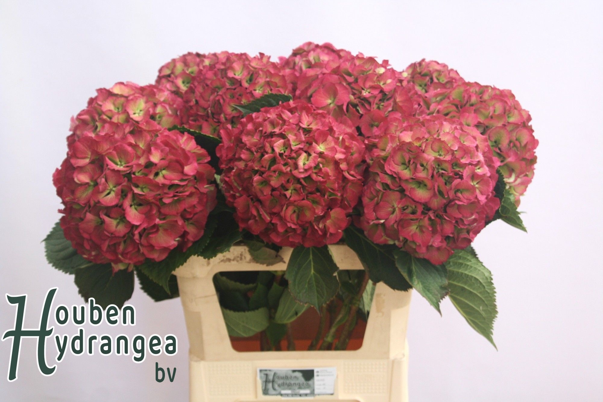 Hydrangea Elbtal Classic Pink 60cm 18Ø