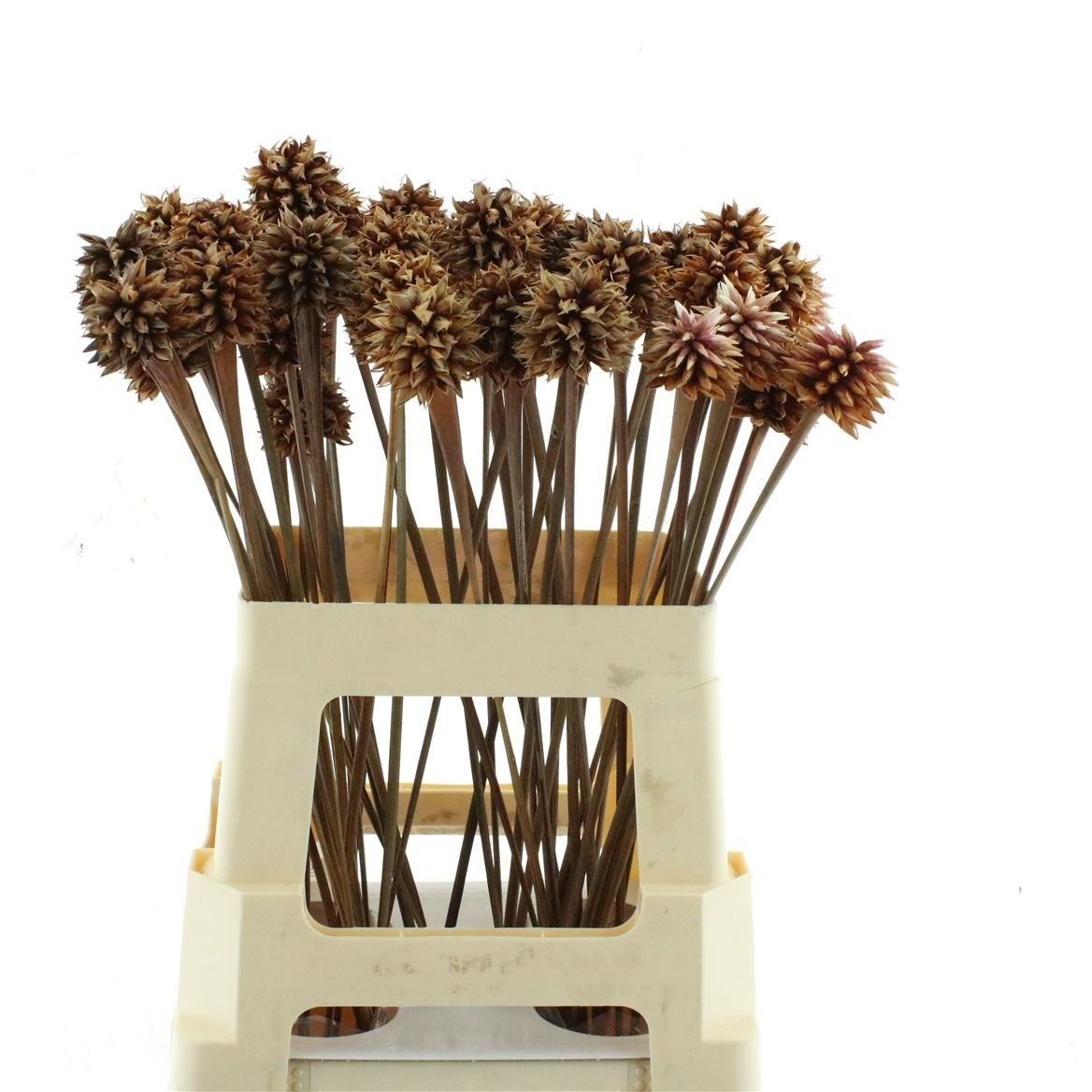 Snijbloemen Ov