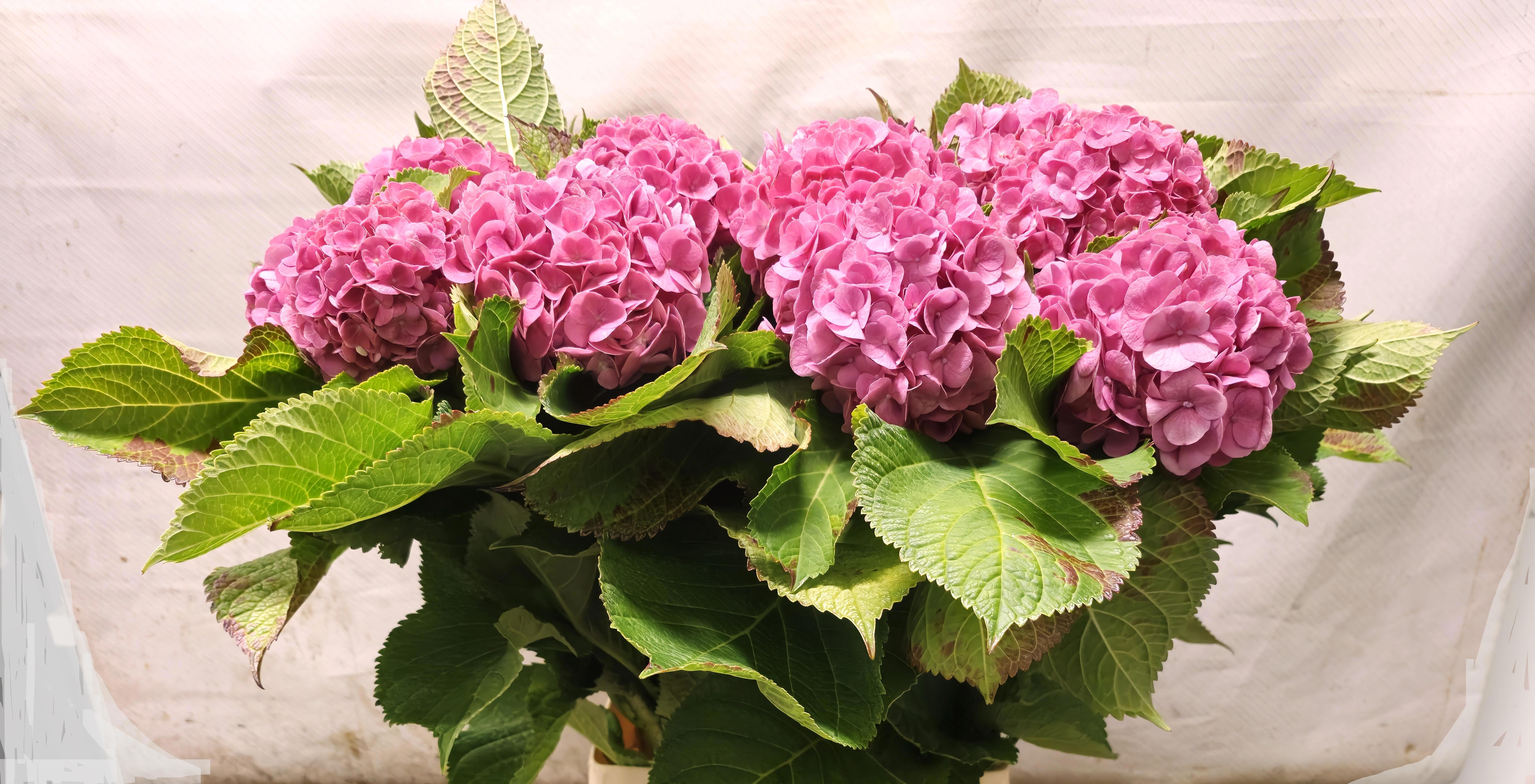 Hydrangea Bodensee Pink 100cm 13Ø