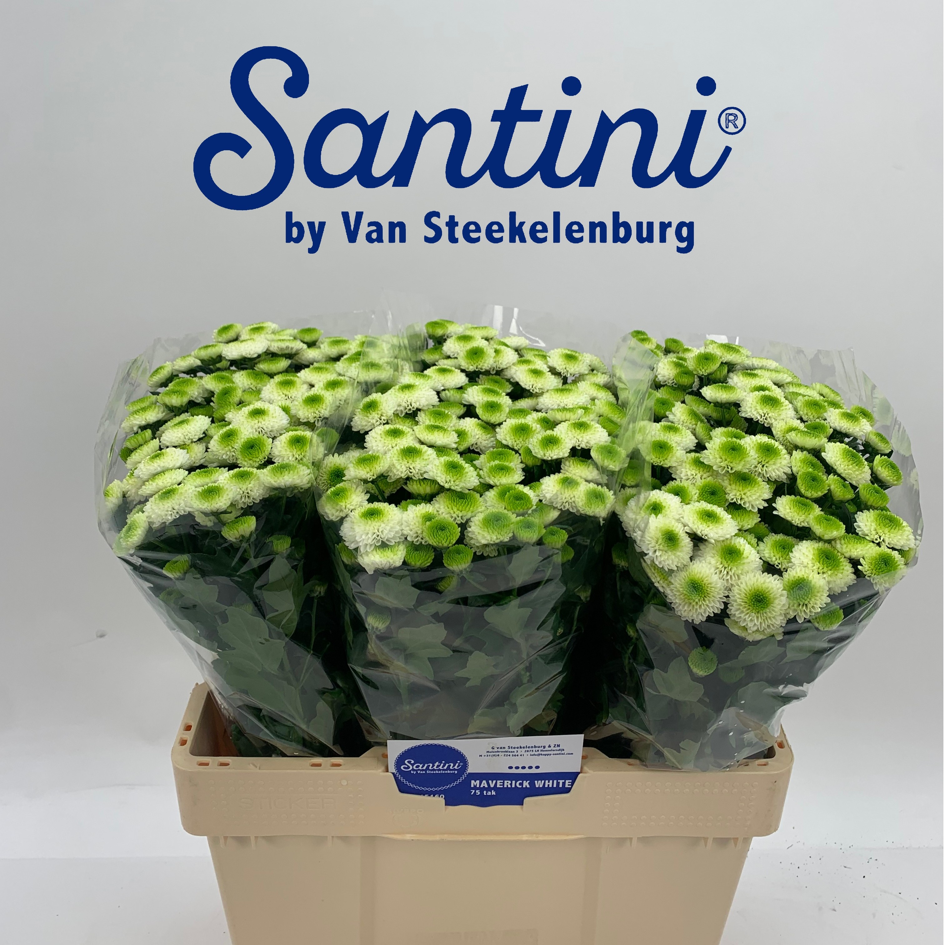 Chrys Santini Maverick White 55cm 700Ø