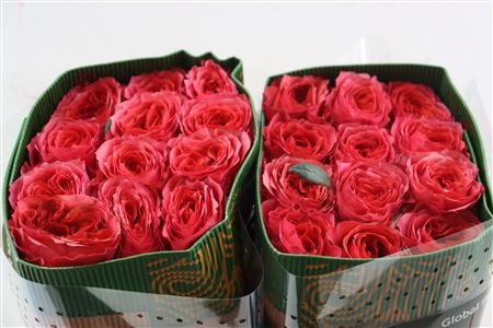 Rosa 60cm