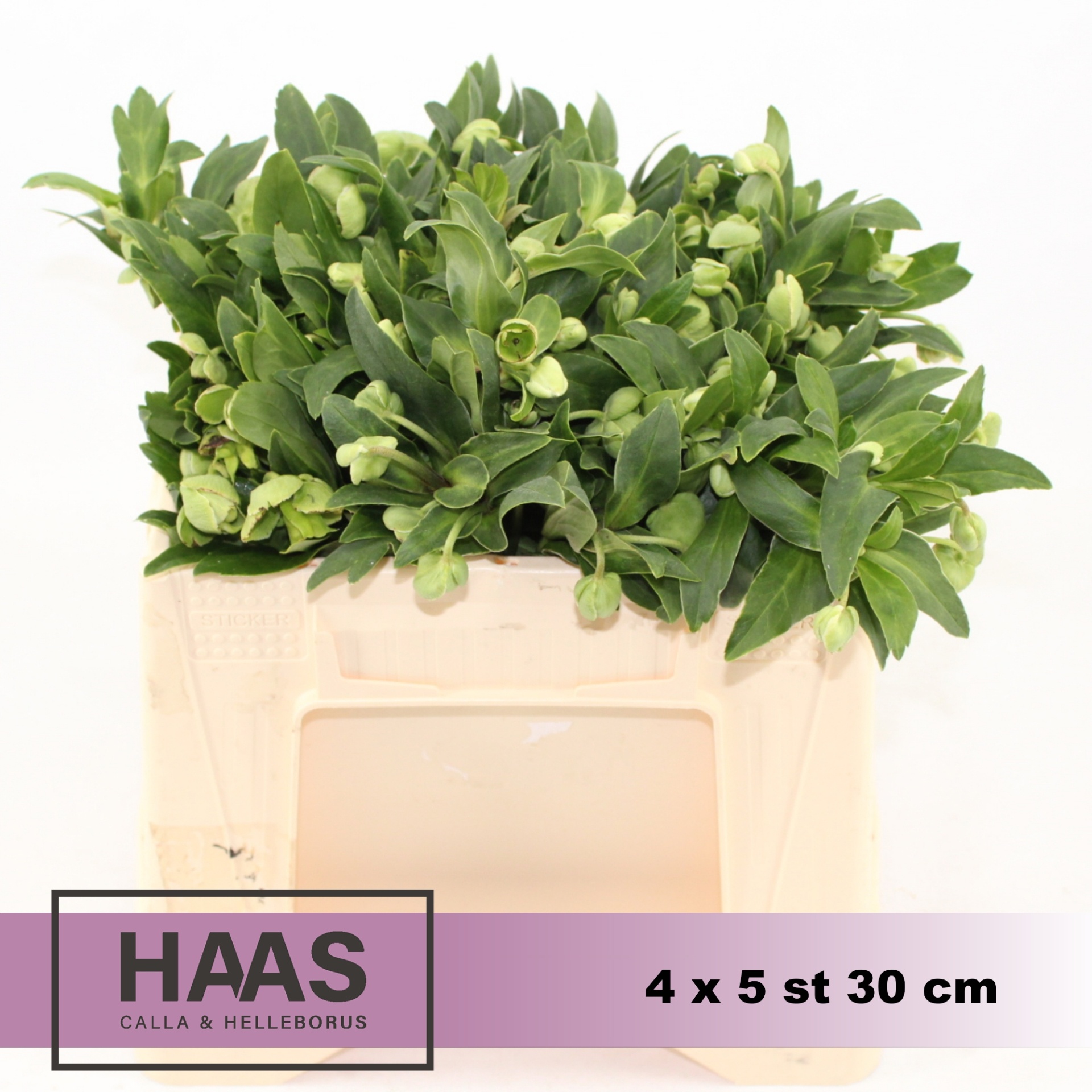 Helleb Magnif Bells