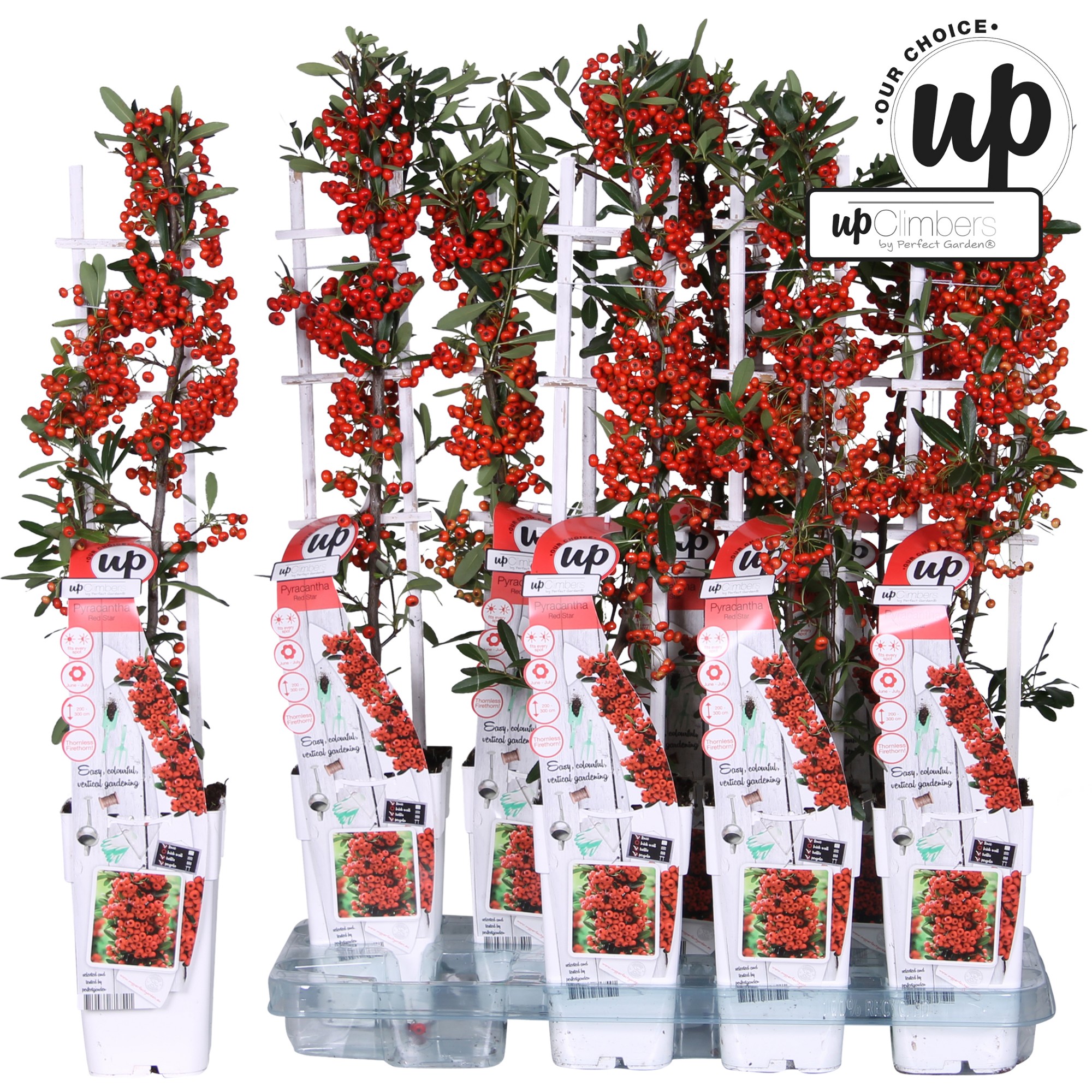 Picture of Pyracantha coccinea 'Red Star' P15