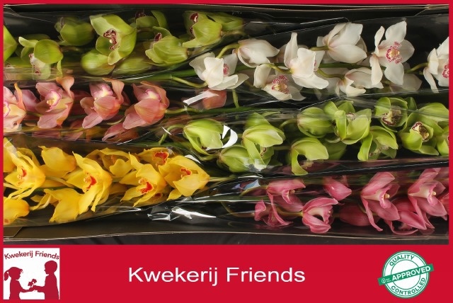 Cymbidium Asst 13bl