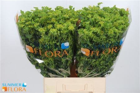 Bupleurum Griffithii 70cm