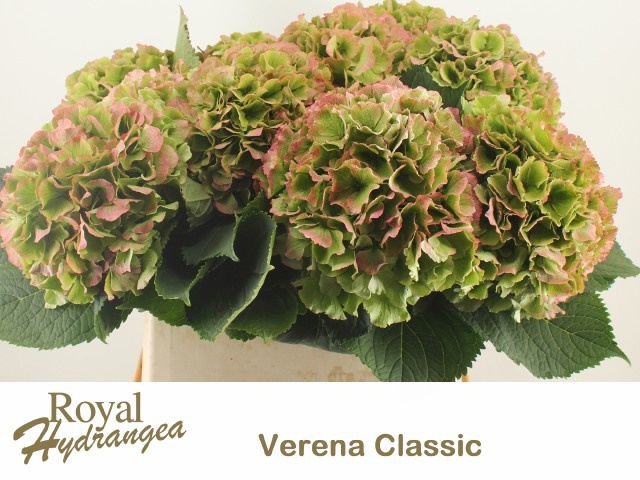 Hydrangea Verena Classic Pink 80cm 23Ø