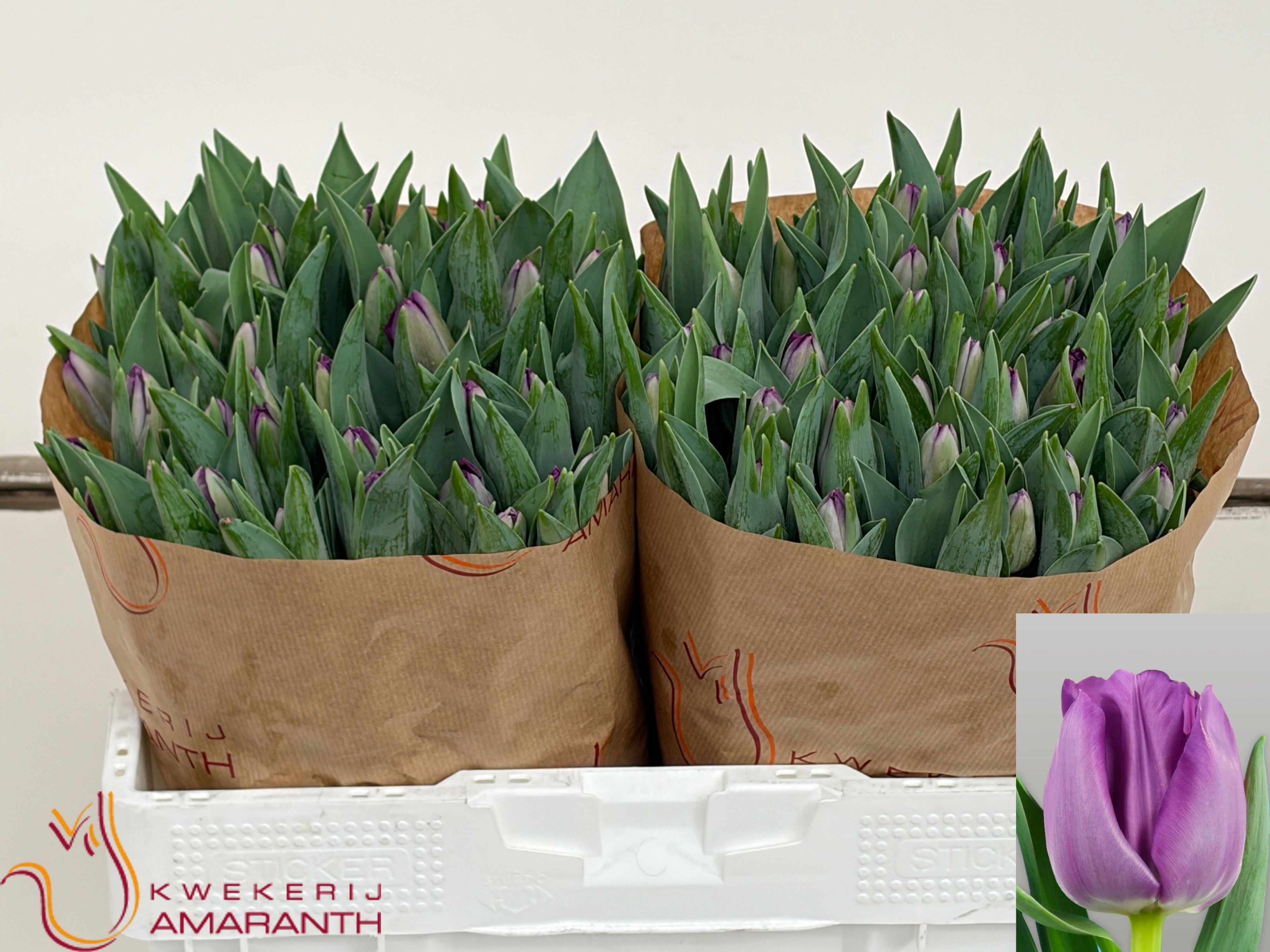 Tulipa Saigon 37cm 40gram