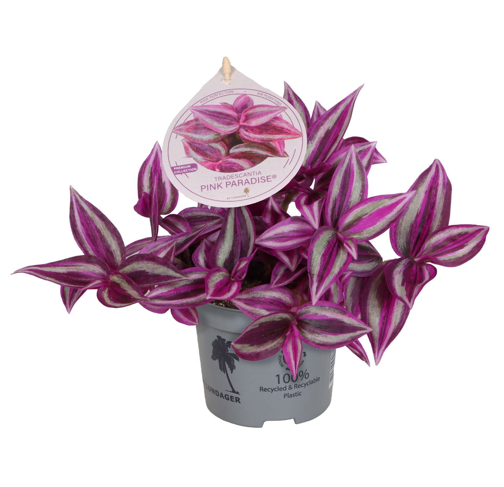Tradescantia Pink Paradise BL1®