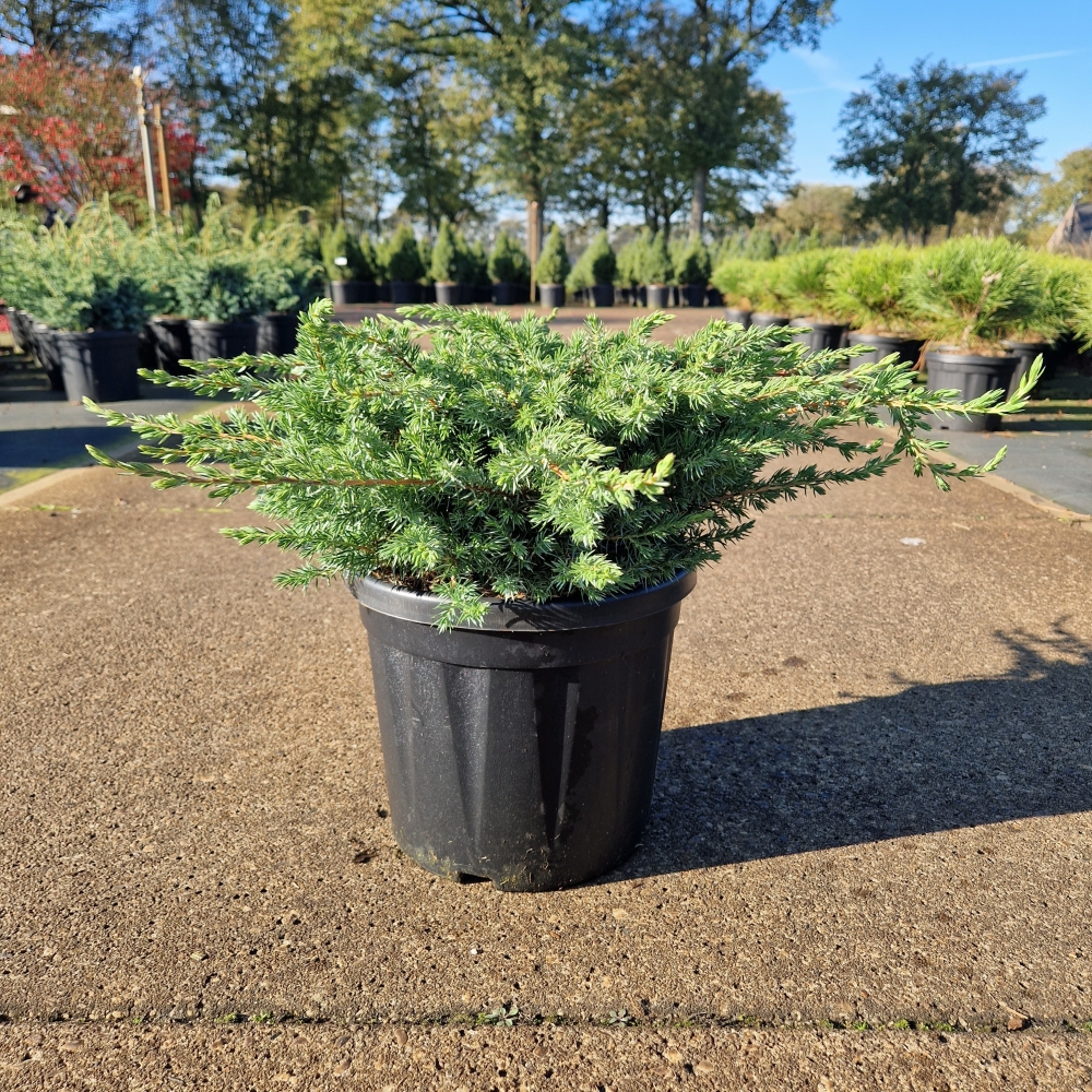 Picture of Juniperus conferta Schlager C8 30/40 (LOOSE)