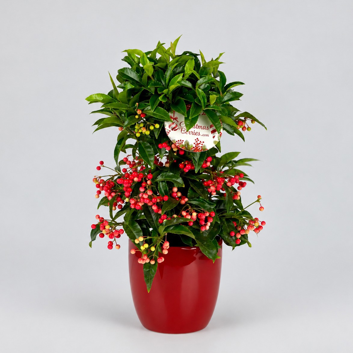 Ardisia crenata Bospremium Red met rode pot