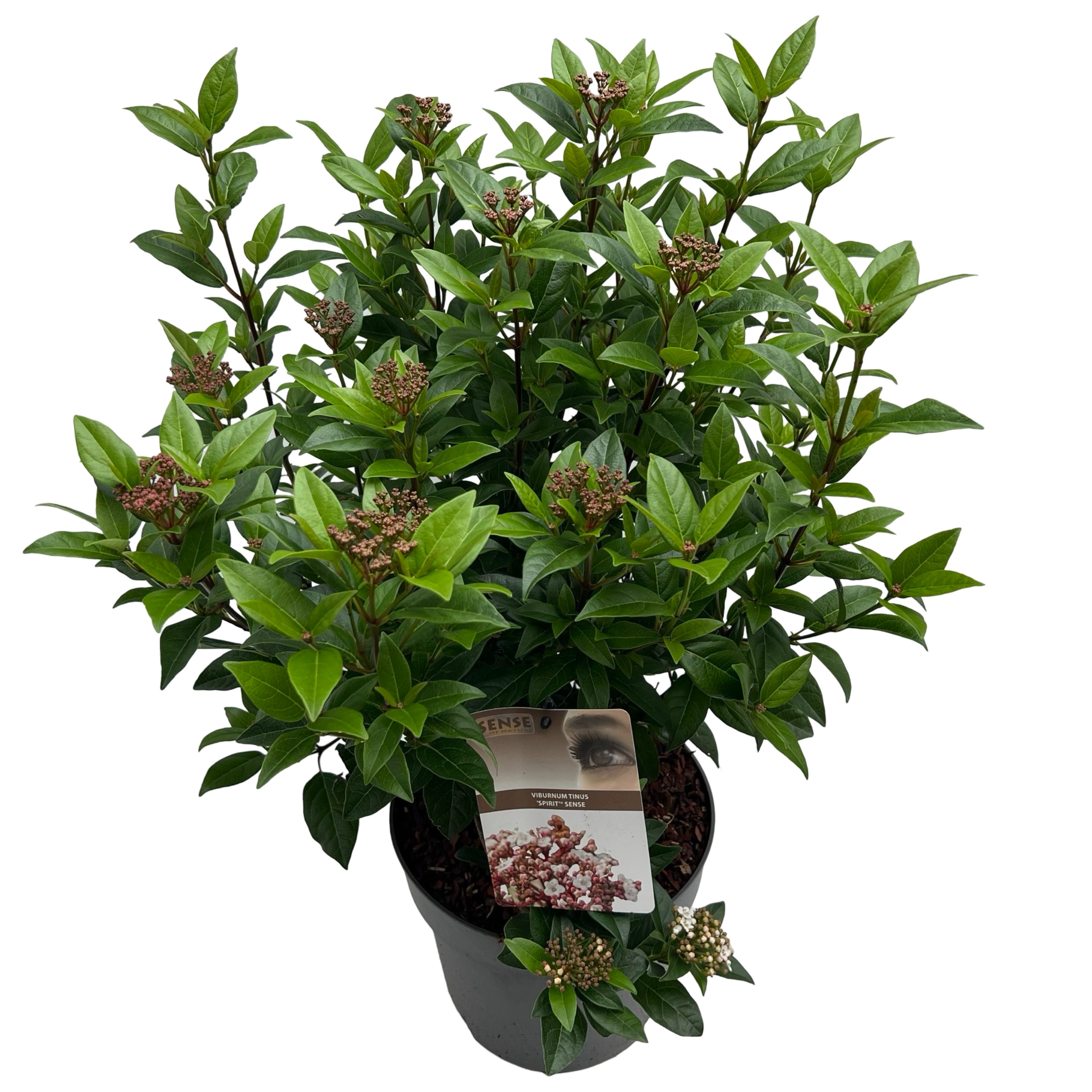 Picture of Viburnum tinus 'Spirit' sense