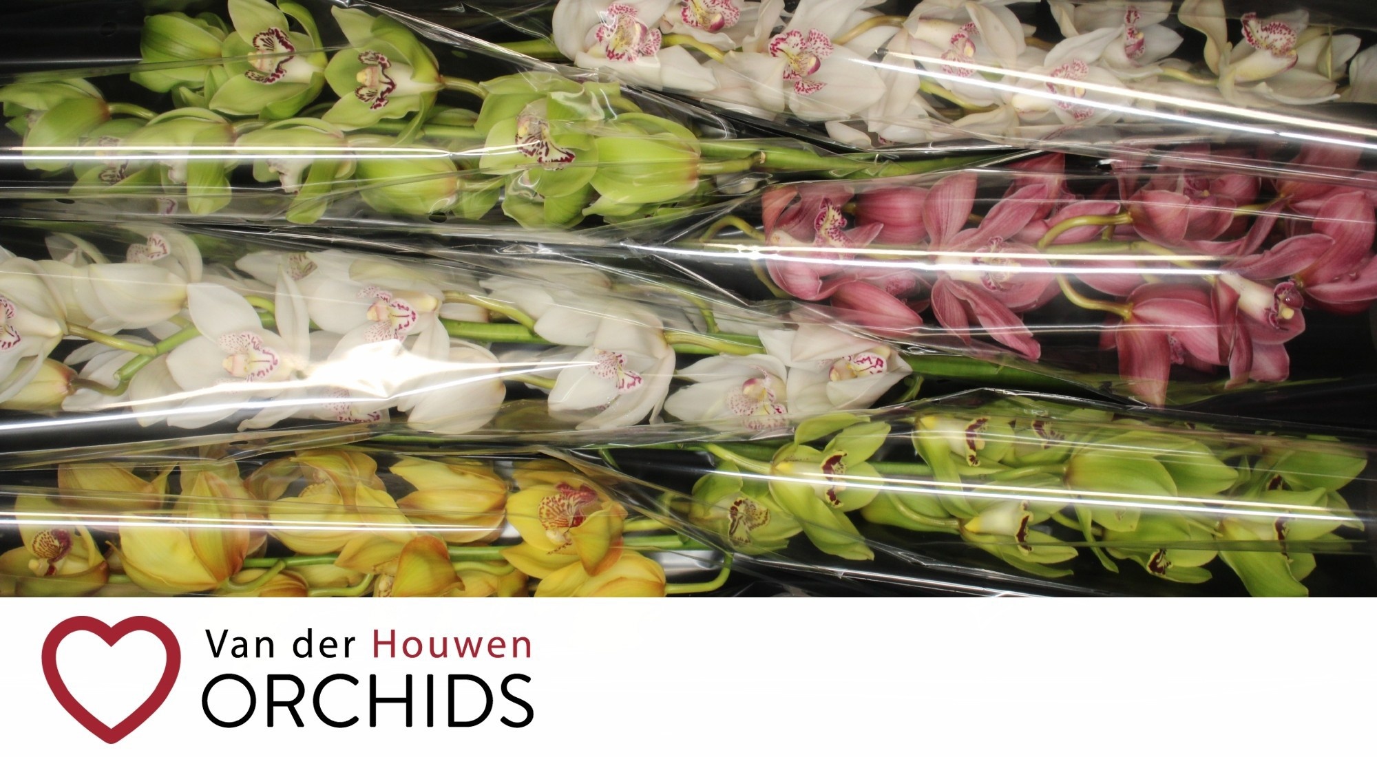 Cymbidium Asst 13bl