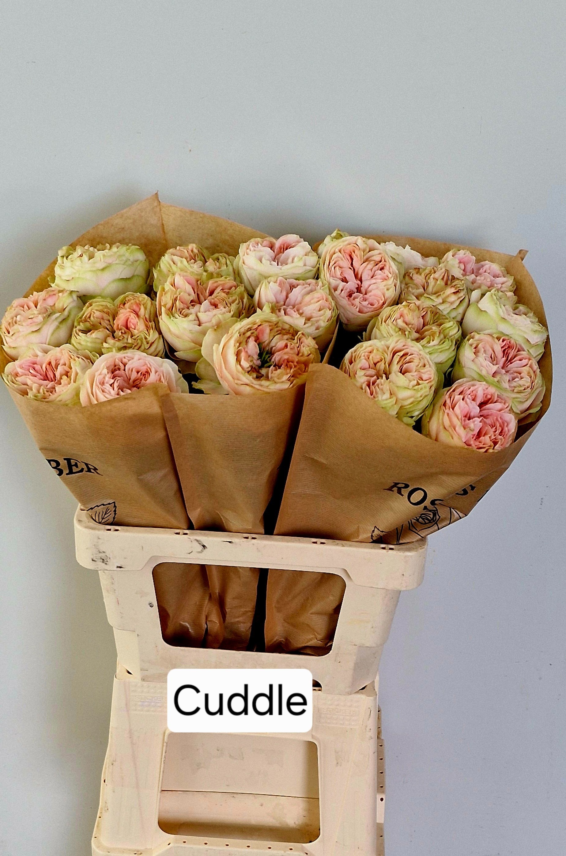 R Gr Cuddle!