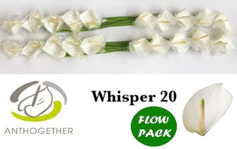 Anth A Whisper