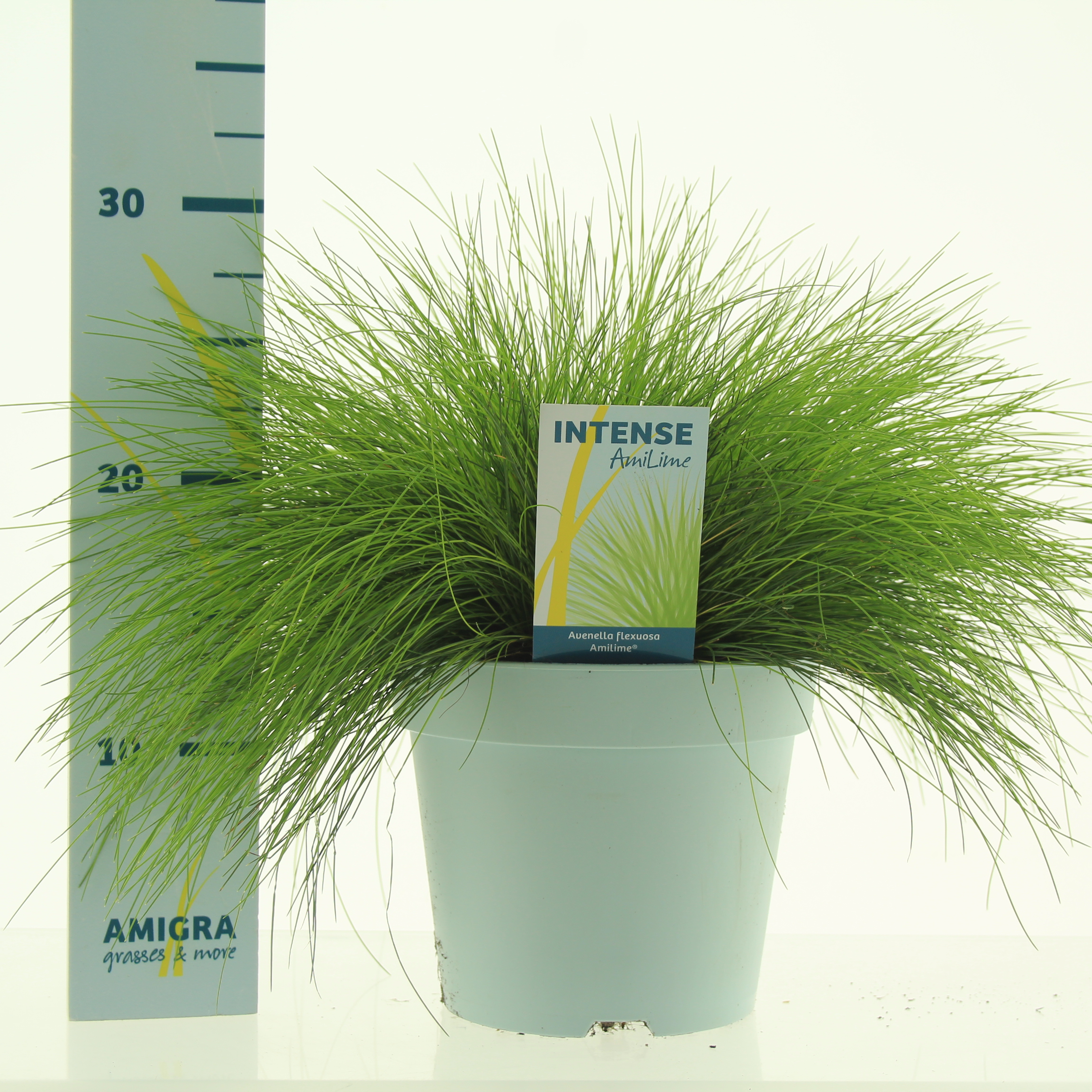 Picture of Deschampsia flexuosa AmiLime® P17 (2 Ltr)