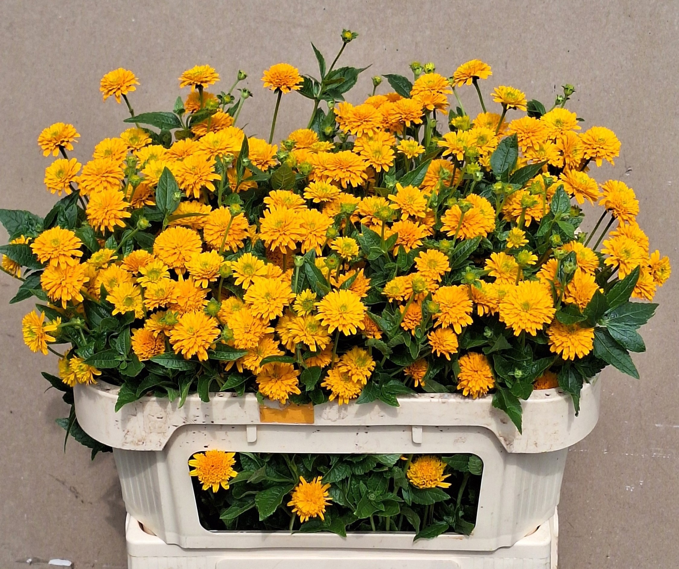 Heliopsis Hel Asahi 60cm