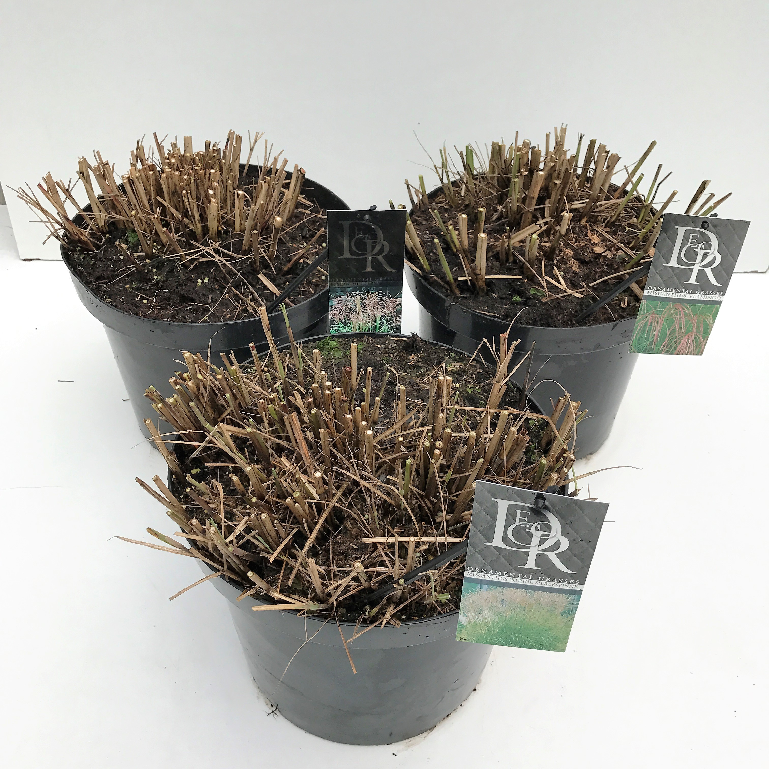 Picture of Grasses in varieties P29 (10 Ltr) (LOOSE)