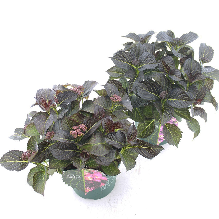 Picture of Hydrangea macr. Black Diamonds® MIX C5 (23cm.) Kn.