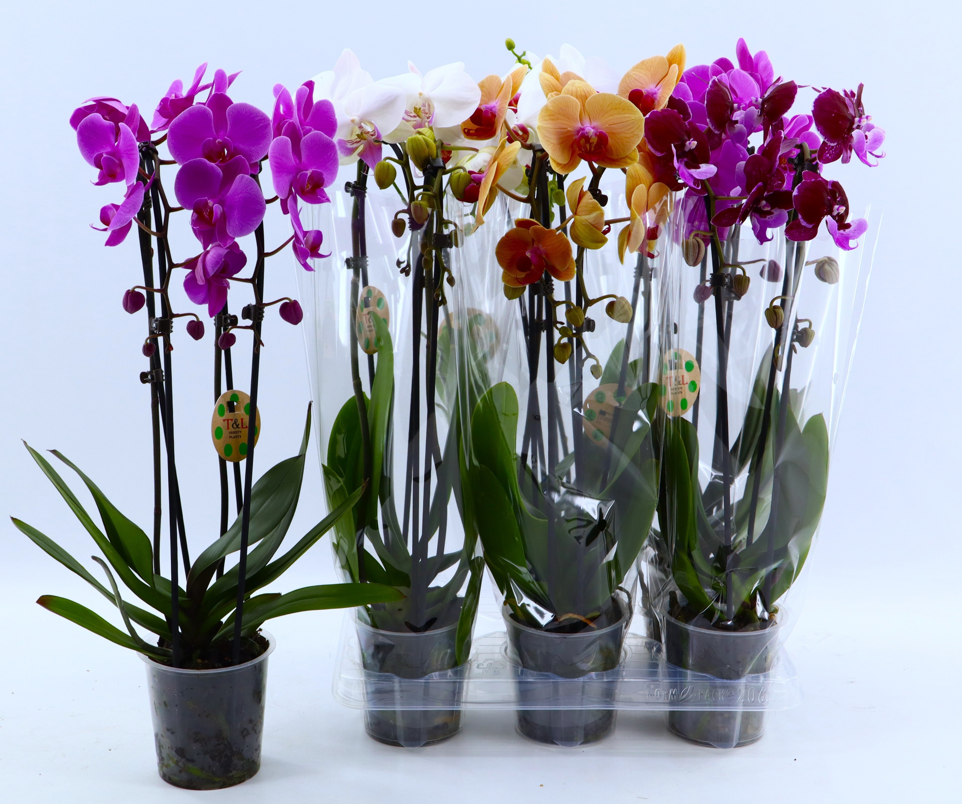 Phal El Cascade 12P 55H 2TAK 16bloem 23bloei