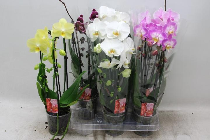 Phal El Cascade 12Ø 45cm
