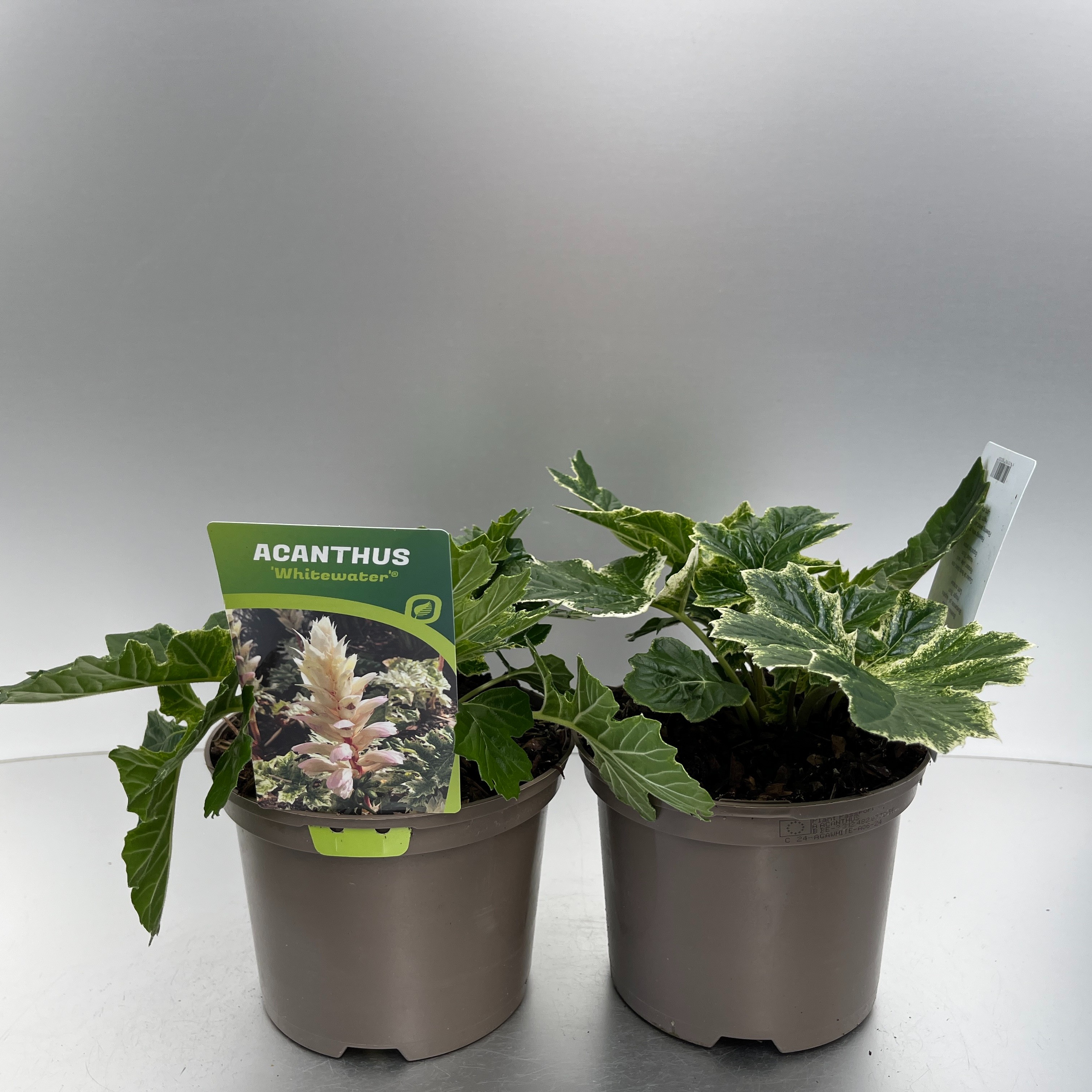 Picture of Acanthus Whitewater P17 (2 Ltr)